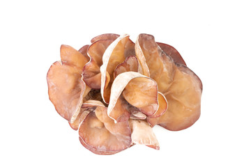 Fototapeta premium One Fresh Ear mushroom isolated on white background.
