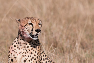 Cheetah (Acinonyx jubatus), Masai Mara, Kenya.