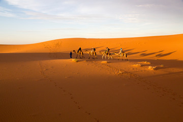 Africa, Morocco, Tafilalet, Erfoud, Merzouga, Erg Chebbi, late afternoon shadows of Dromedary (Camelus dromedarius) camels and caravan led by Tuareg man in traditional Blue clothing.