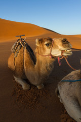 Fototapeta premium Morocco, Sahara. A camel appears to be smiling as it sits on the orange dunes of the Sahara at sunrise.