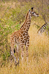 Maasai Giraffes roaming across the Maasai Mara Kenya. 