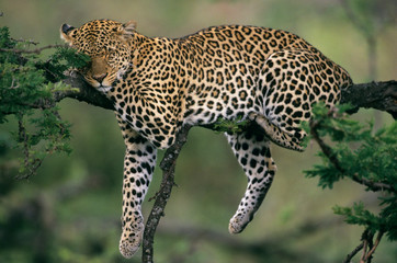 Leopard, (Panthera pardus), Kenya, Masai Mara Reserve, adult female leopard resting in an acacia tree.