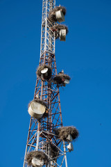 Morocco. Stork nests on communication tower.
