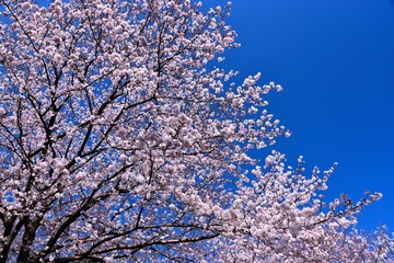 恩田川の桜