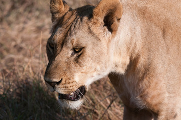Lion (Panthera leo), Masai Mara, Kenya.