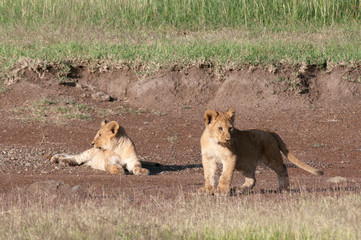 Lion (Panthera leo), Masai Mara, Kenya