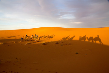 Africa, Morocco, Tafilalet, Erfoud, Merzouga, Erg Chebbi, late afternoon shadows of Dromedary (Camelus dromedarius) camels and caravan led by Tuareg man in traditional Blue clothing.