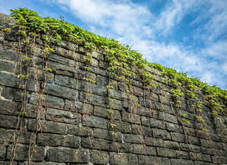 Stone Wall With VIne