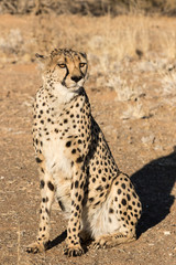 Africa, Namibia, Keetmanshoop. Close-up of seated cheetah.