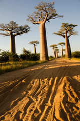 Fototapeta na wymiar Madagascar, Morondava, Baobab Alley, view on Adansonia Grandidieri