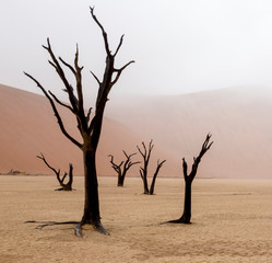 Namibia, Namib-Naukluft Park, Deadvlei. Unusual rainy weather conditions in early morning.