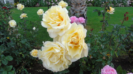 Rosas