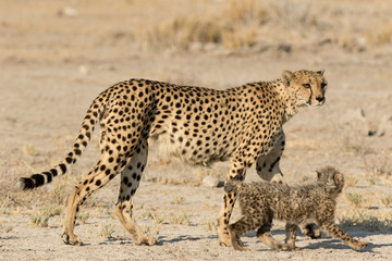 Africa, Namibia, Etosha, National Park. Mother cheetah and cub.