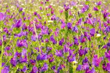 Obraz premium Morocco, Ifrane, spring flowers bloom. Daisy, lavender, Statice, Mountain Bluet and cornflower.