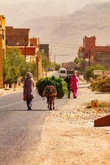 Dades Valley, Morocco. Women and donkeys with grasses on the road