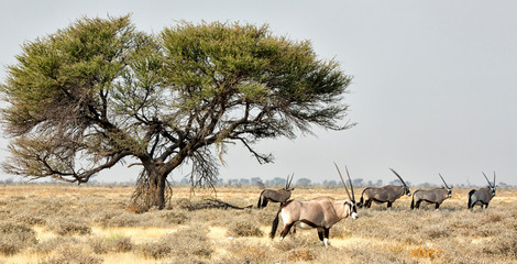 Naklejka premium Africa, Namibia, Etosha National Park. Five Oryx and tree.