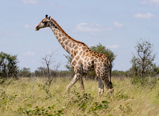 Naklejka na ściany i meble Africa, Namibia, Etosha National Park. Giraffe walking through grasses.