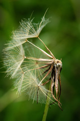 Wild flower dandelion clock seed head