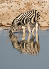 Fototapeta na wymiar Burchell's Zebra, Equus quagga burchellii drinking at a waterhole, reflected Etosha National Park, Namibia.