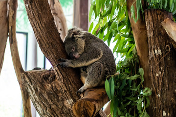 Beautiful cute koala. The concept of animals in the zoo