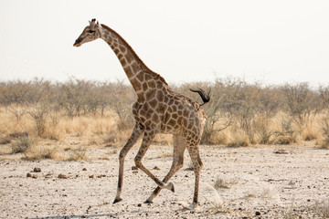 Naklejka na ściany i meble Africa, Namibia, Etosha National Park. Running giraffe.