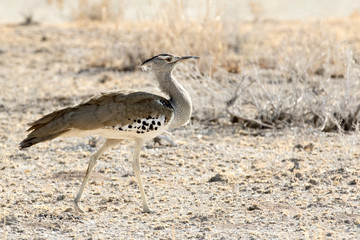 Africa, Namibia, Etosha National Park. Kori bustard bird close-up.