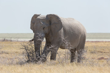 Elephant (Loxodonta Africana Africana) eating acacia shrubs along the Etosha Pan, Etosha National Park, Namibia, Africa.