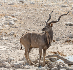 Africa, Namibia, Etosha National Park. Male kudu.
