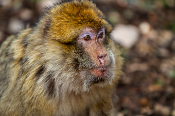 Atlas Mountains, Morocco. Barbary macaque