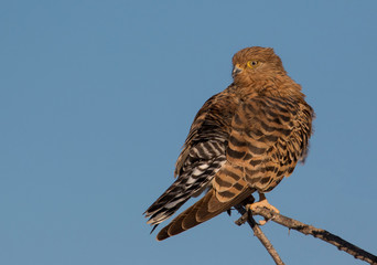 Kite resting on branch Etosha National Park, Namibia