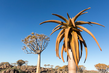 Africa, Namibia, Keetmanshoop. Young quiver tree close-up.