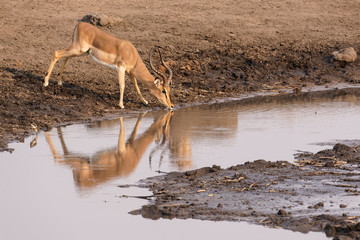 Naklejka premium Black-faced Impala, (Aepyceros Melampus petersi) drinks at Chudob waterhole, Etosha National Park, Namibia, Africa.