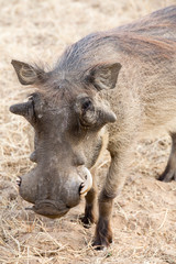 Africa, Namibia, Windhoek, Okapuka Ranch. Close-up of warthog.
