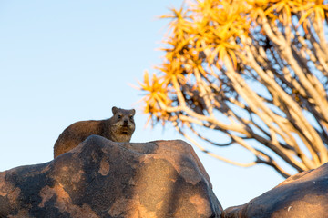 Africa, Namibia, Keetmanshoop. Rock hyrax and quiver tree.