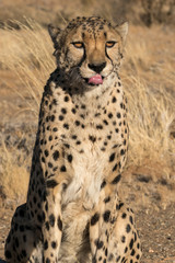 Fototapeta na wymiar Africa, Namibia. A captive cheetah, Acinonyx jubatas with tongue out.