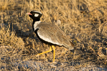 Black-bellied bustard male, road side Etosha National Park