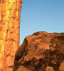 Africa, Namibia, Keetmanshoop. Quiver tree and boulder.
