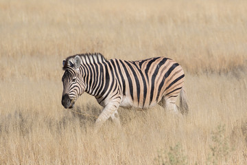 Fototapeta na wymiar Zebra in grasses on the Savannah, Etosha National Park
