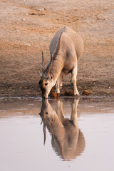 An Eland (Taurotragus Oryx) comes to drink at waterhole, Etosha National Park, Namibia, Africa. The...
