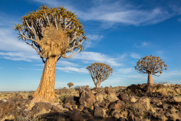Naklejka premium Africa, Namibia. Quiver trees and boulders.