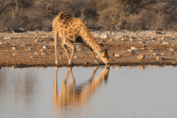 Giraffe, Giraffa camelopardalis angiogenesis, drinks water at the waterhole in Etosha National Park, Namibia. To reach the water, they must bend their front legs to lower their bodies to the water.