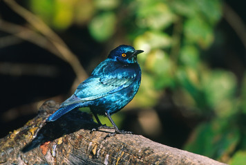 Africa, Namibia. Lesser Blue-eared Glossy Starling (Lamprotornis chloropterus)