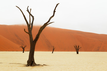 Fototapeta na wymiar Africa, Namibia, Namib Desert, Namib-Naukluft National Park, Sossusvlei, Dead Vlei. Ancient dead camel thorn trees (Vachellia erioloba) framed against the red dunes with lowering fog.