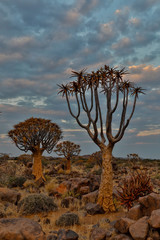 Quiver trees landscape, Namibia