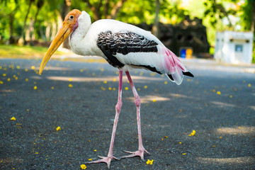 Stork in the zoo. Concept animals and birds in the zoo