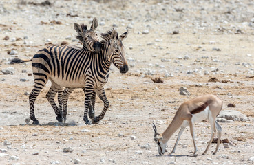 Fototapeta na wymiar Africa, Namibia, Etosha National Park. Zebras and springbok.