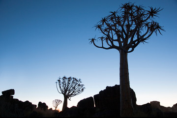 Africa, Namibia, Keetmanshoop, Quiver Tree Forest, (Aloe dichotoma), Kokerboom. Quiver trees among...