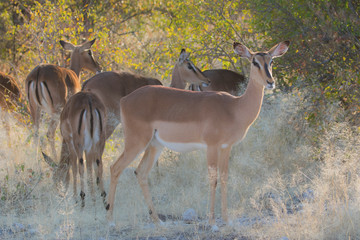 Black-faced Impala females with young, Etosha National Park, Namibia