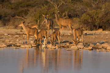 Kudo small grouping evening light waters edge, Etosha National Park