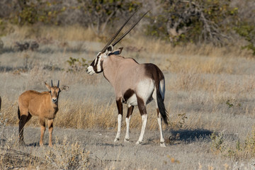 Oryx and young Etosha National Park, Namibia